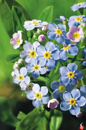 Myosotis palustris -Nezábudka močiarna A