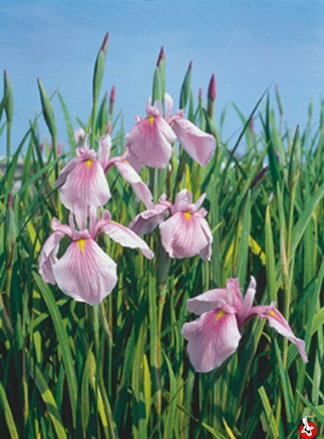 Iris laevigata Rose Queen -Kosatec japonský F