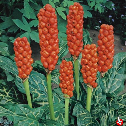 Arum italicum - Áron taliansky B