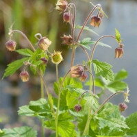 Geum rivale - Herb bennet -Kuklík potočný  B