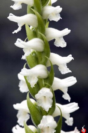 Spiranthes cernua " Chadds Ford" H