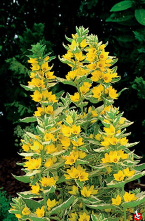 Lysimachia variegata - Čerkáč bodkovaný D