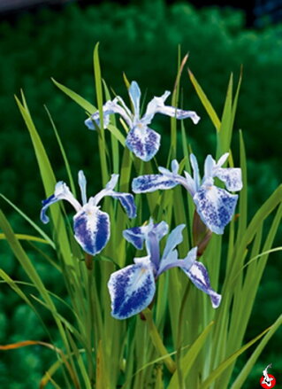 Iris laevigata Mottled Beauty-Kosatec japonský F