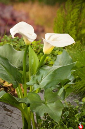 Zantedeschia aethiopica - Kornútovka africká E