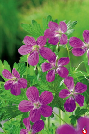 Geranium palustris -Pakost močiarny B