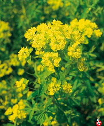 Euphorbia palustris - Bog spurge - Mliečnik močiarny B