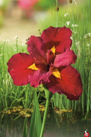 Iris louisiana ann chowing -Kosatec F