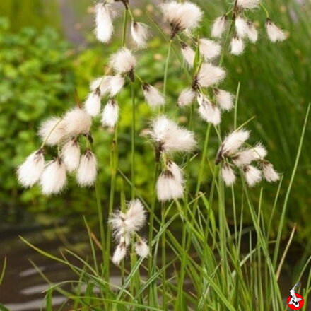 Eriophorum angustifolium - Cottongrass - Páperník úzkolistý A