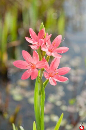 Schizostylis coc. Mrs. Hegarty-Ľalia vodná B