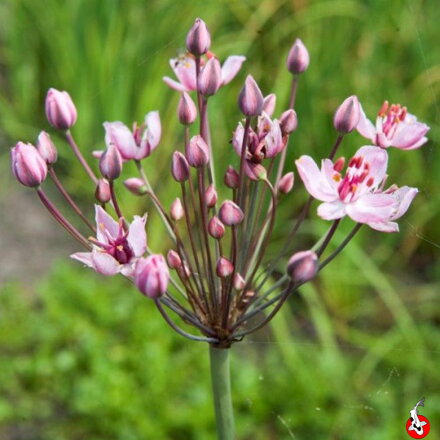 Butomus umbellatus-Okrasa okolíkatá B