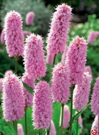 Polygonum bistorta-Hadovník B
