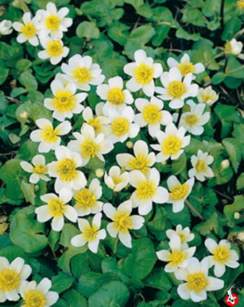 Caltha palustris Alba - Marsh marigold -Záružlie močiarne D