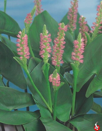  Pontederia cordata Pink Pons - Pickerelweed pink  F