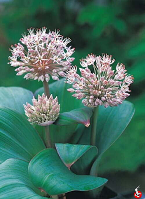 Allium karataviense - Okrasná cibuľa D