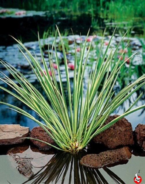 Acorus calamus Gramineus - Vlajka sladká Variegata B