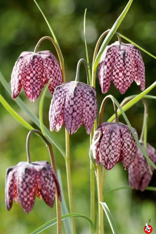 Fritillaria meleagris – hadia hlava E Fritillaria meleagris – hadia hlava E