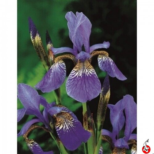 Iris siberica - Blue Siberian Iris B