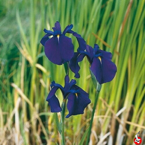 Iris kaempferi - Water iris B