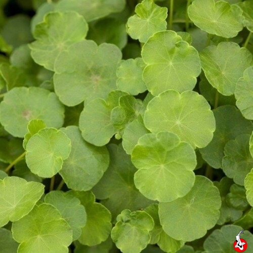 Hydrocotyle vulgaris - Pennywort -Pupkovník obyčajný B