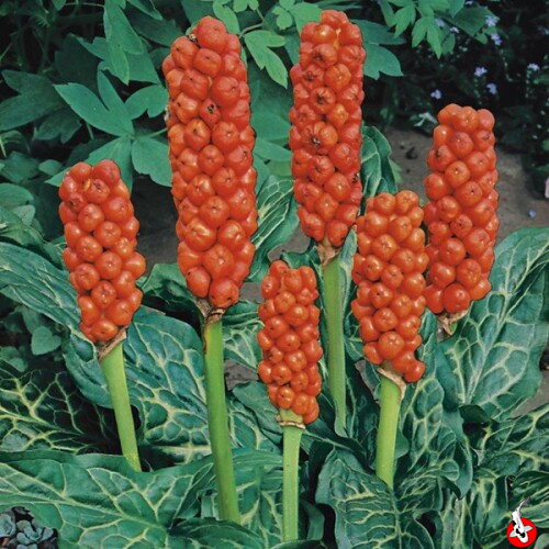Arum italicum - Áron taliansky B Arum italicum - Áron taliansky B