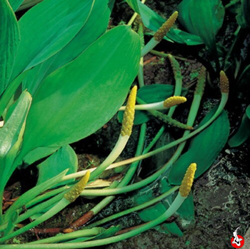 Orontium aguaticum - Golden club  - Zlatý kyjak G