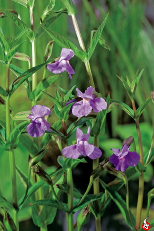Mimulus ringens - Money musk - Čarodejka B