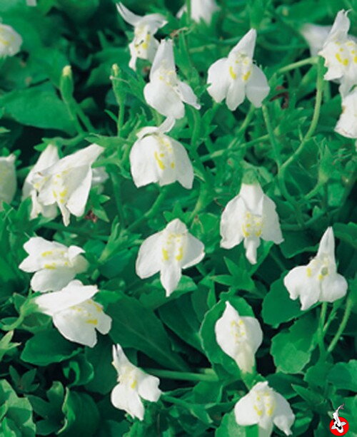  Mazus reptans white - Creeping Mazus B