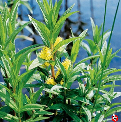 Lysimachia thyrsiflora - Loose strife  - Bazanovec kytkový  B