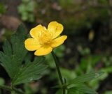 Iskerník veľký - Ranunculus lingua * 2 Iskerník veľký - Ranunculus lingua * 2