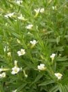 Konitrud lekarský - Gratiola officinalis *10 Konitrud lekarský - Gratiola officinalis *10