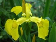 Kosatec žltý - Iris pseudacorus * 5 Kosatec žltý - Iris pseudacorus * 5