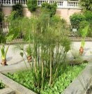 Šáchor - Cyperus glaber *9 Šáchor - Cyperus glaber *9