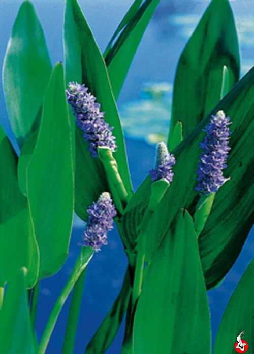  Pontederia cordata Lanceolata - Pickerelweed blue-Pontedéria srdcovitá G