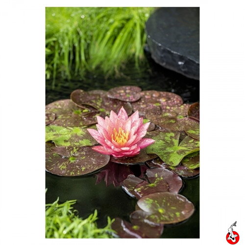 Nymphaea Wanvisa M