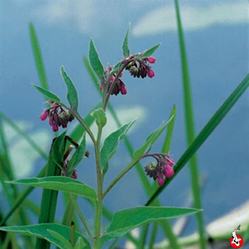  Symphytum officinale - Blackwort - Kostihoj lekársky B