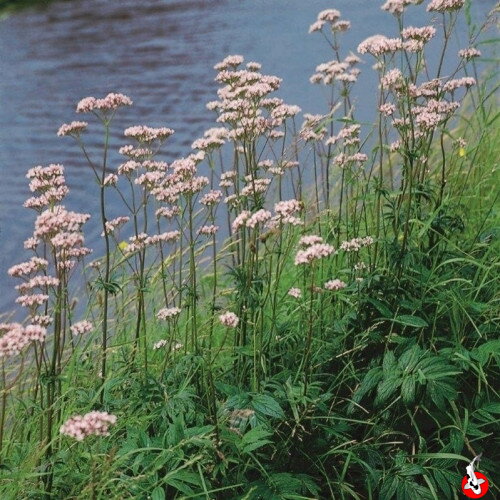 Valeriana officinalis - Valeriána lekárska B
