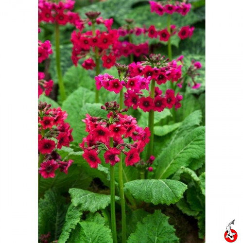 Primula japonica Millers Crimson   - Prvosienka japonská B